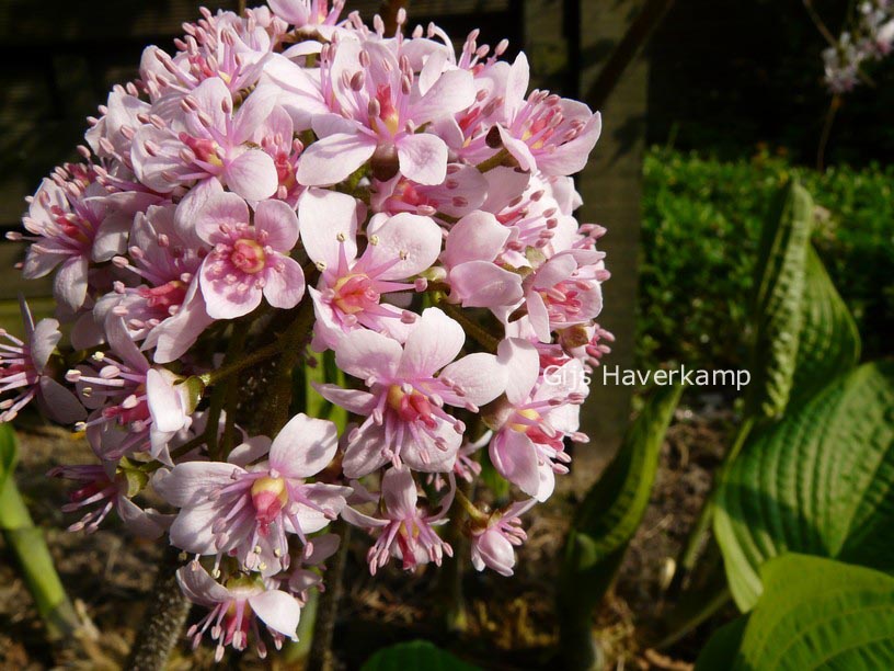 Darmera peltata