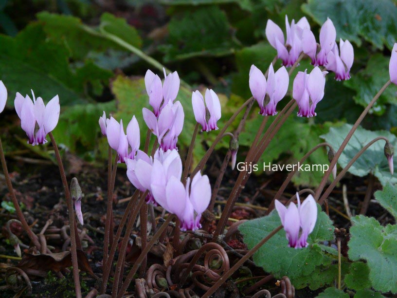 Cyclamen hederifolium