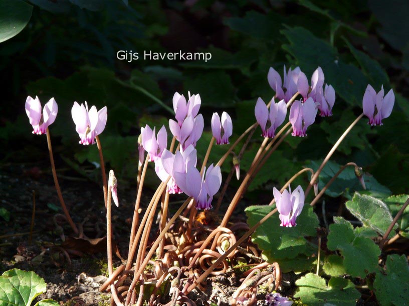 Cyclamen hederifolium