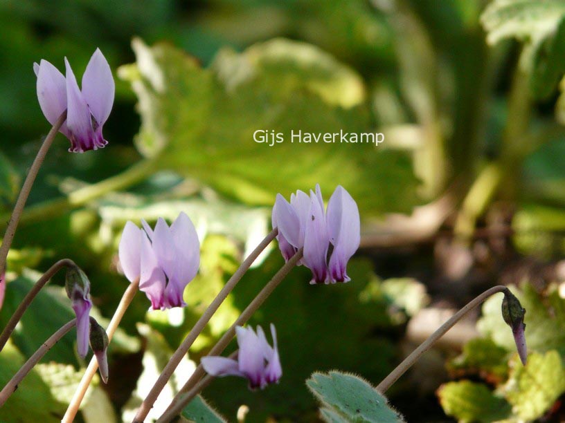 Cyclamen hederifolium