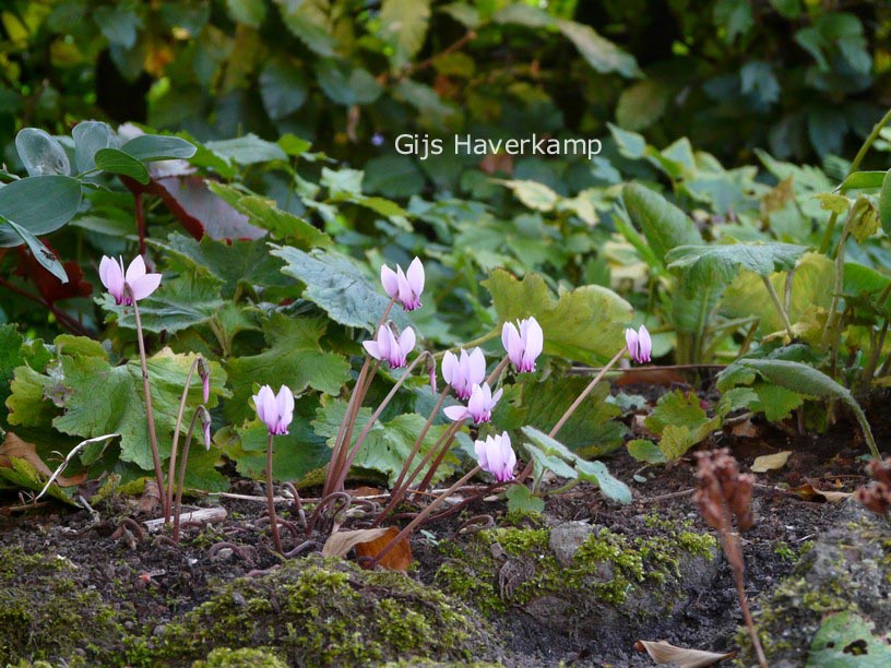 Cyclamen hederifolium