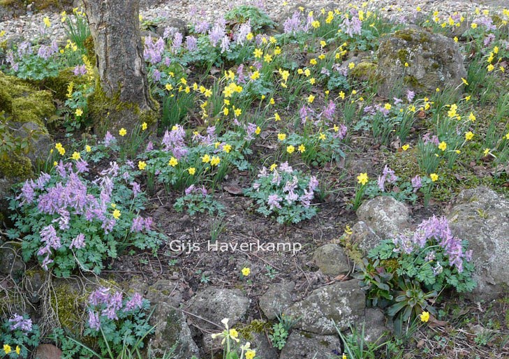 Corydalis solida