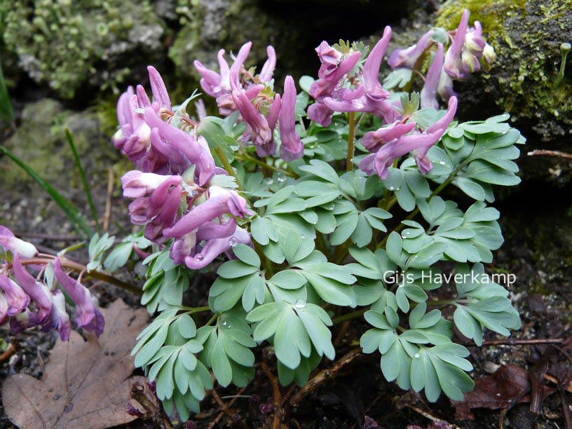 Corydalis solida