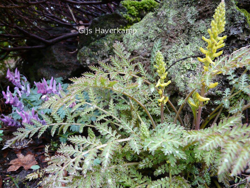 Corydalis cheilanthifolia