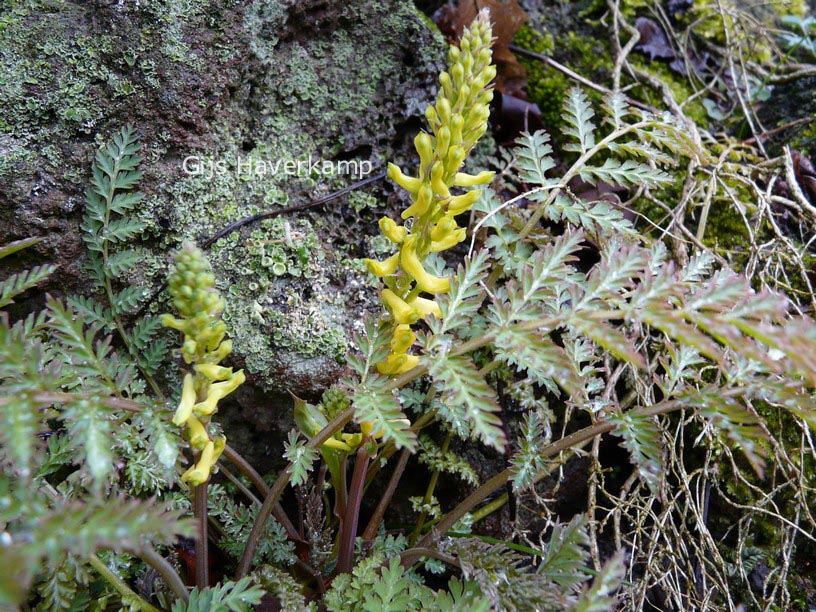 Corydalis cheilanthifolia