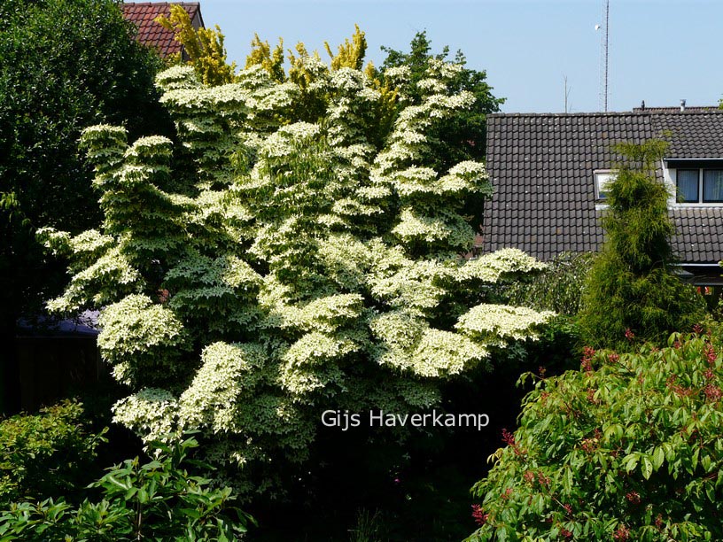 Cornus kousa var. chinensis