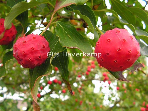 Cornus kousa var. chinensis