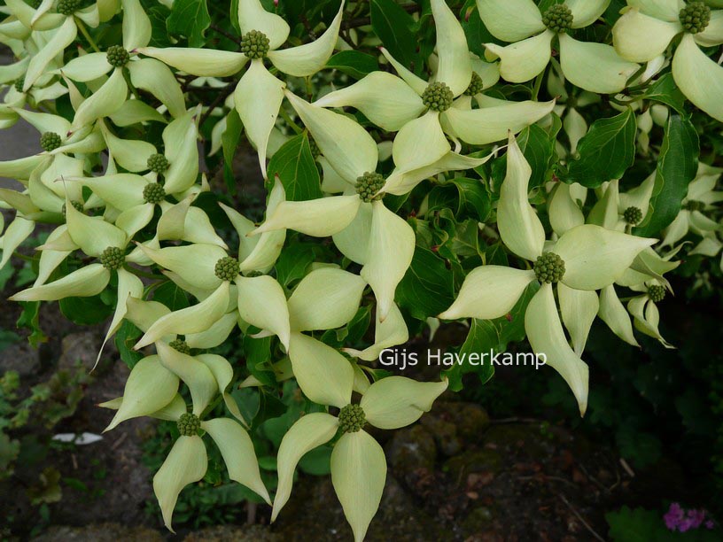 Cornus kousa var. chinensis