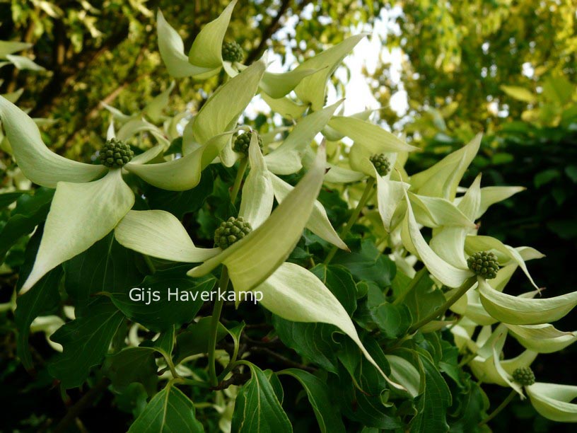 Cornus kousa var. chinensis