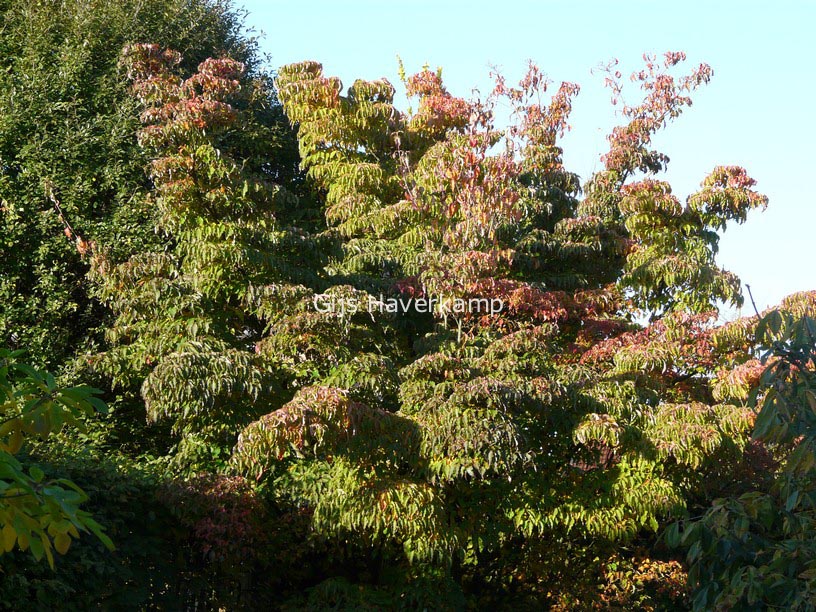 Cornus kousa var. chinensis