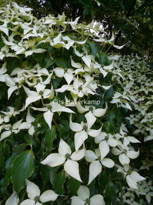 Cornus kousa var. chinensis