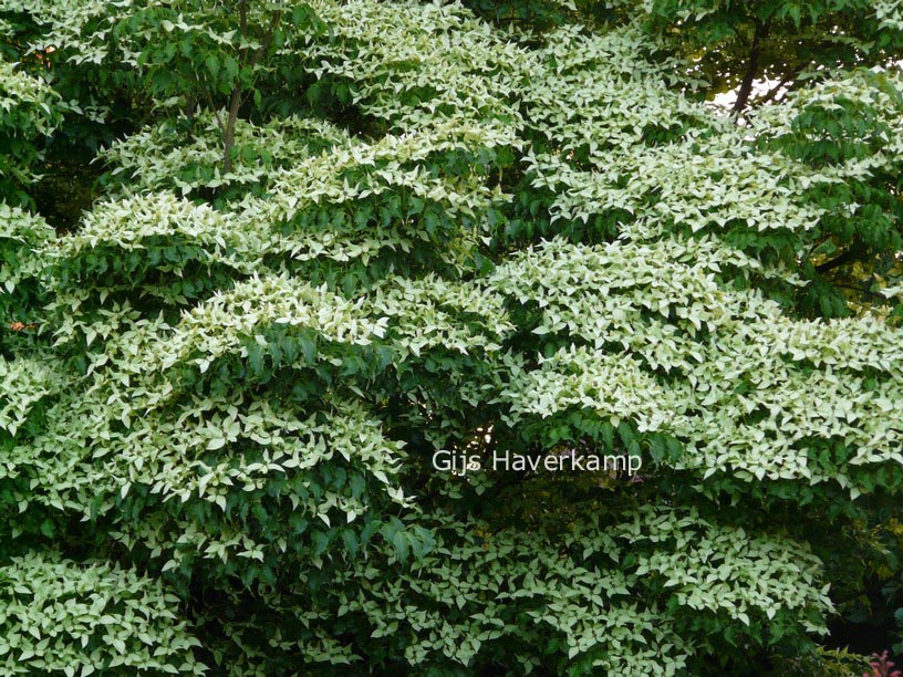 Cornus kousa var. chinensis