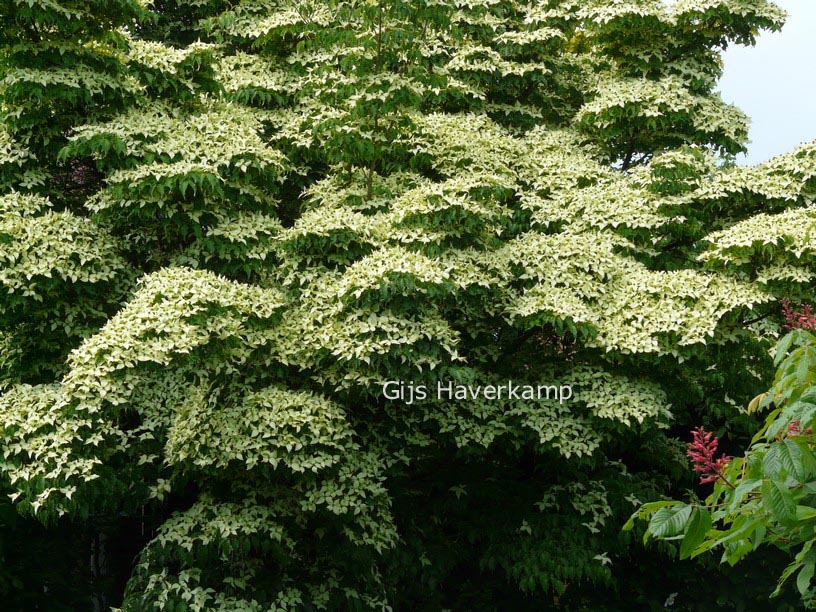 Cornus kousa var. chinensis