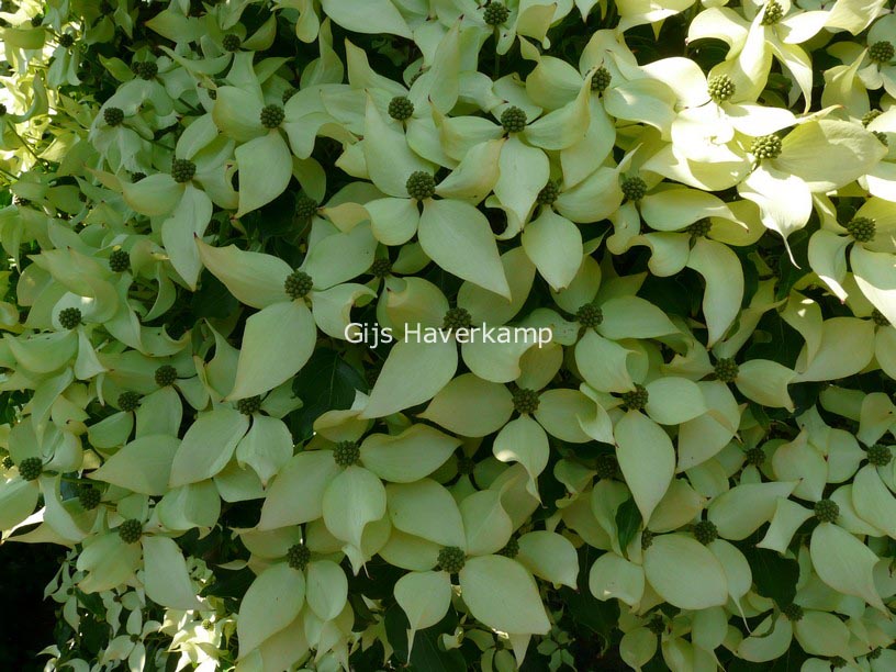 Cornus kousa var. chinensis