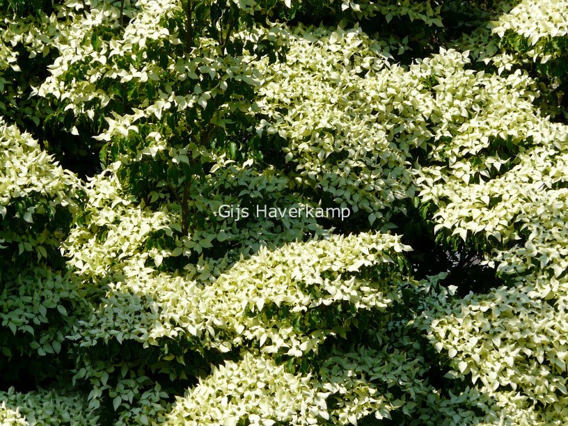 Cornus kousa var. chinensis