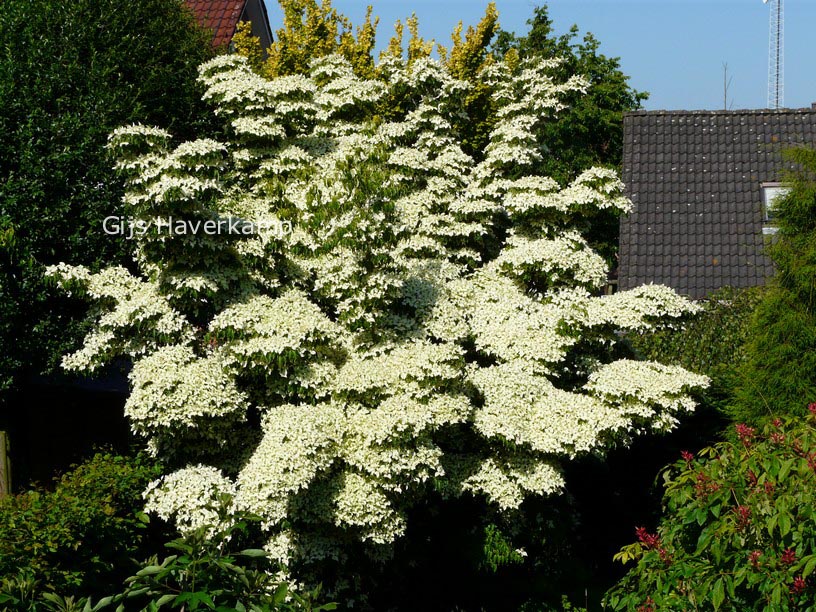 Cornus kousa var. chinensis