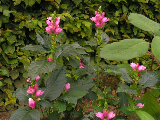 Chelone obliqua