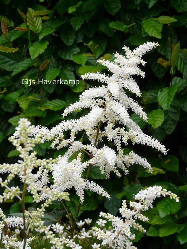 Astilbe 'Deutschland'