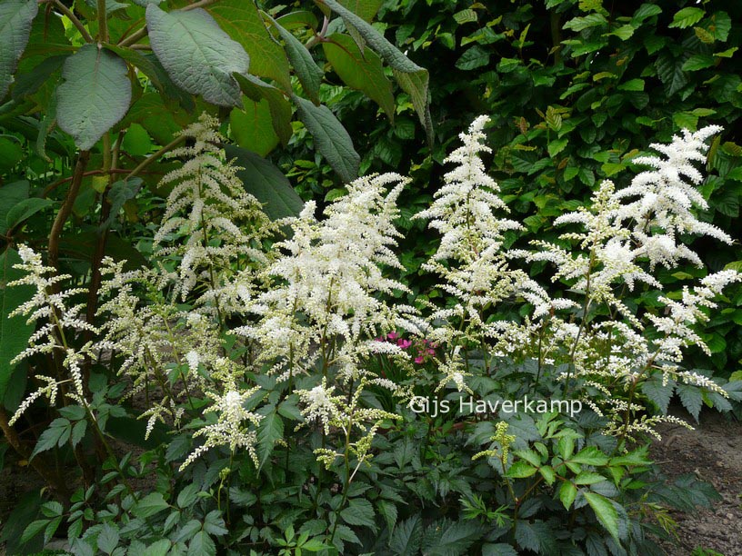 Astilbe 'Deutschland'