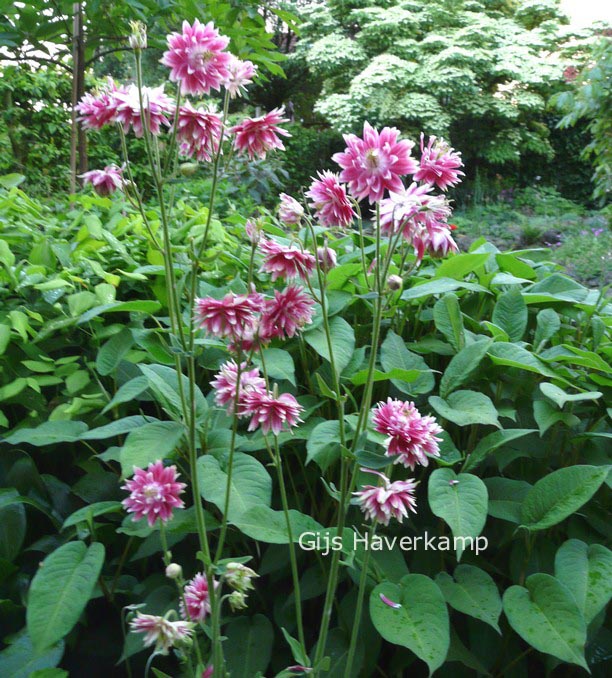 Aquilegia 'Nora Barlow'