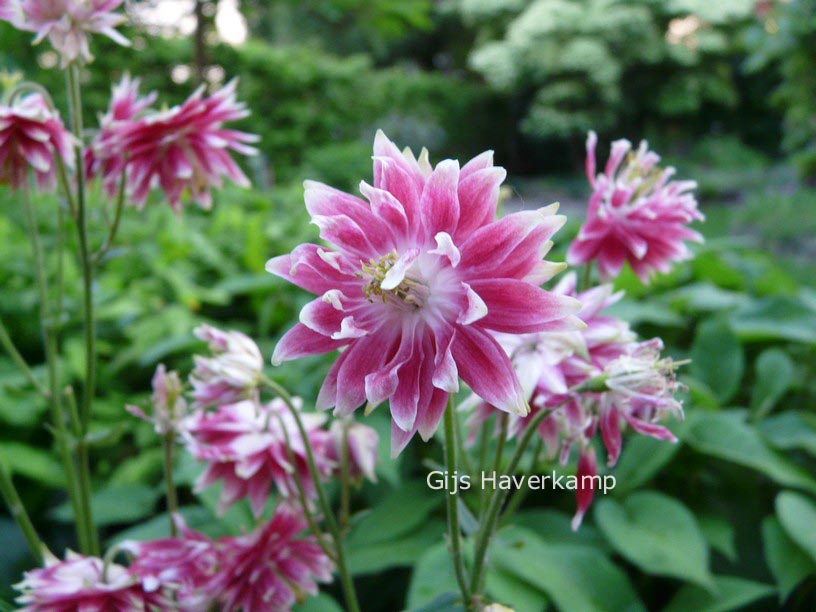 Aquilegia 'Nora Barlow'