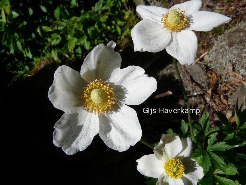 Anemone sylvestris