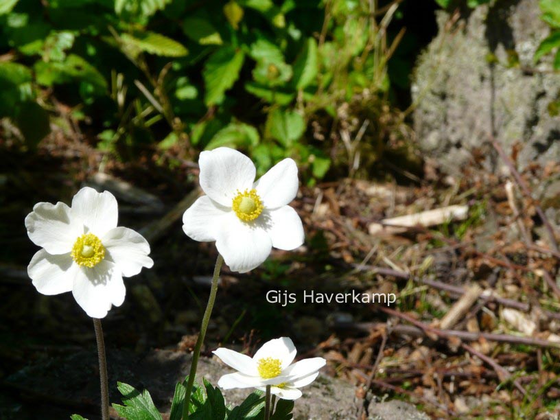 Anemone sylvestris