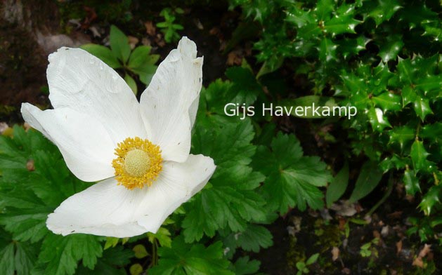 Anemone sylvestris