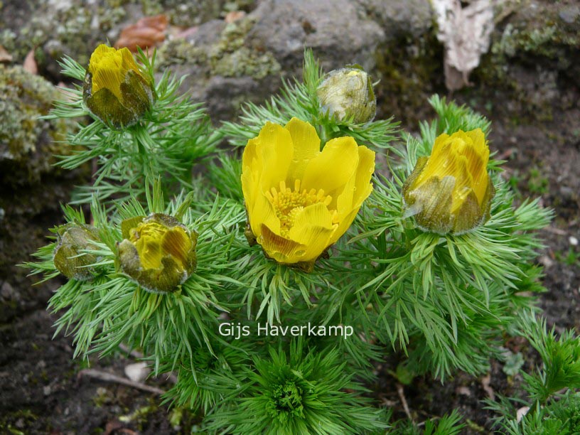 Adonis vernalis