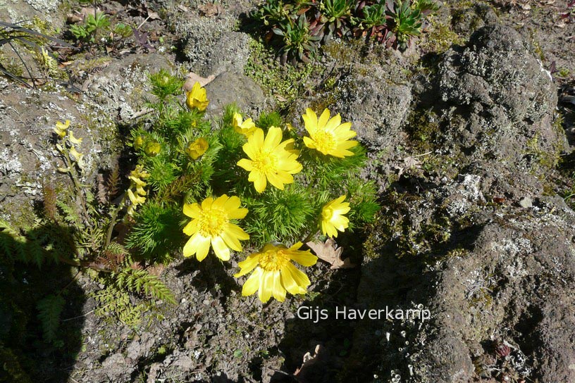 Adonis vernalis