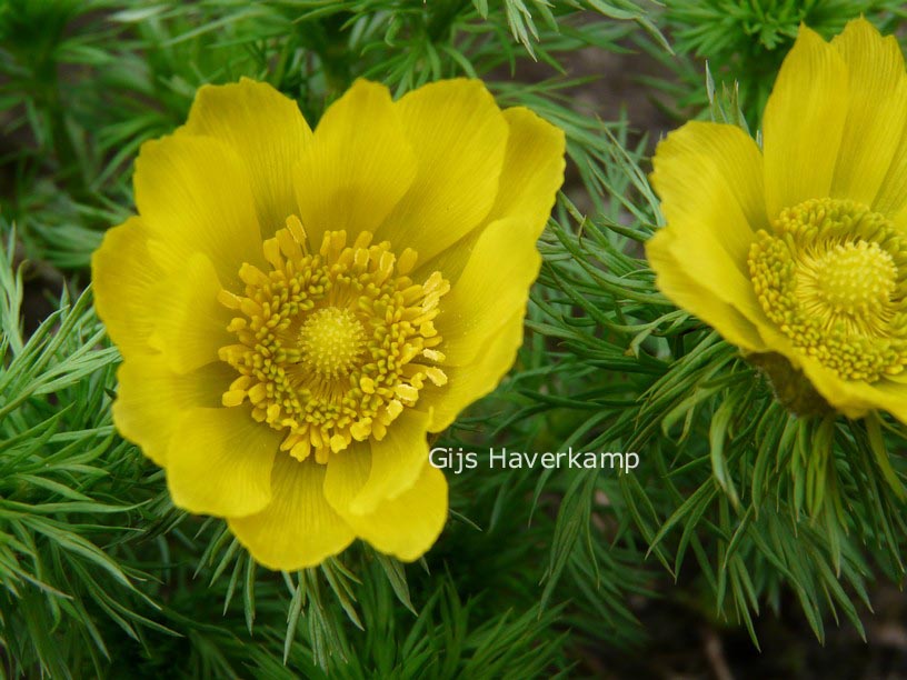 Adonis vernalis