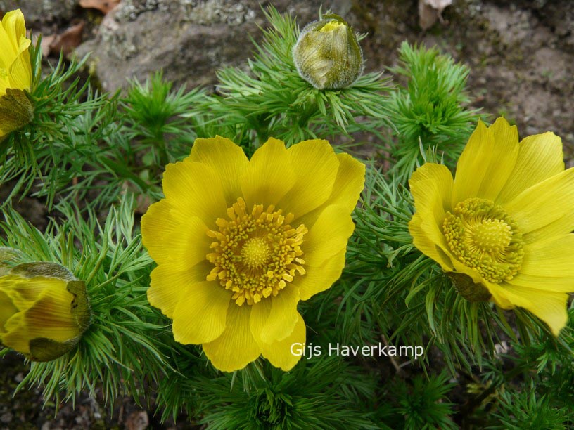 Adonis vernalis