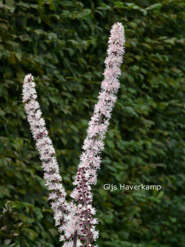 Actaea simplex 'Atropurpurea'