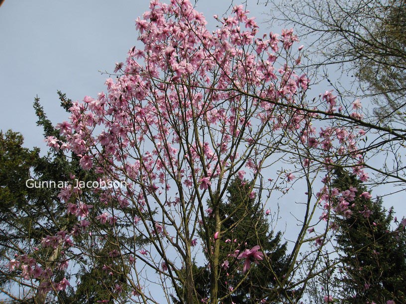 Magnolia amoena