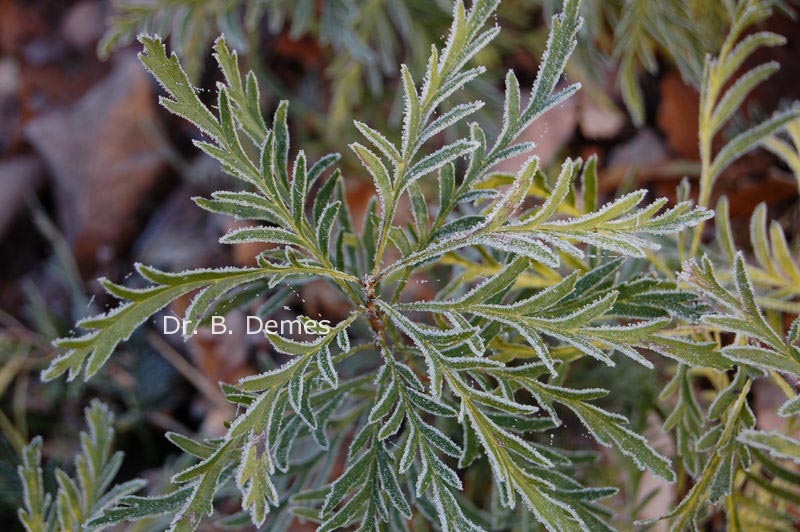 Lomatia tinctoria