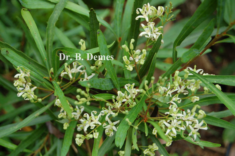 Lomatia myricoides