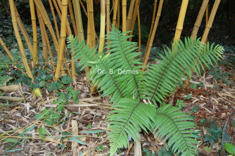 Dryopteris wallichiana