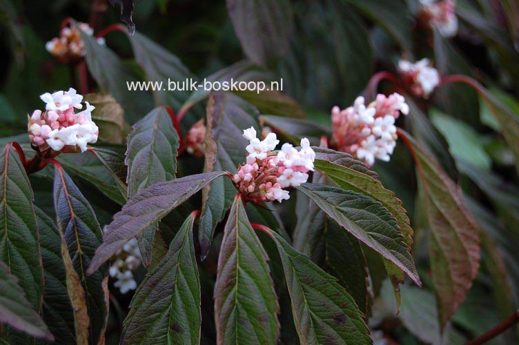 Viburnum farreri 'Nanum'