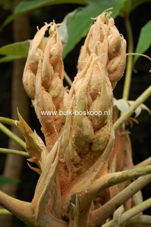 Tetrapanax papyrifer