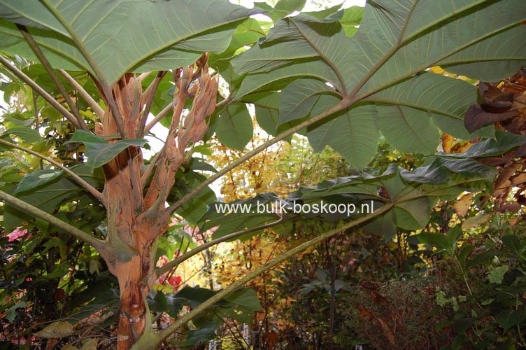 Tetrapanax papyrifer