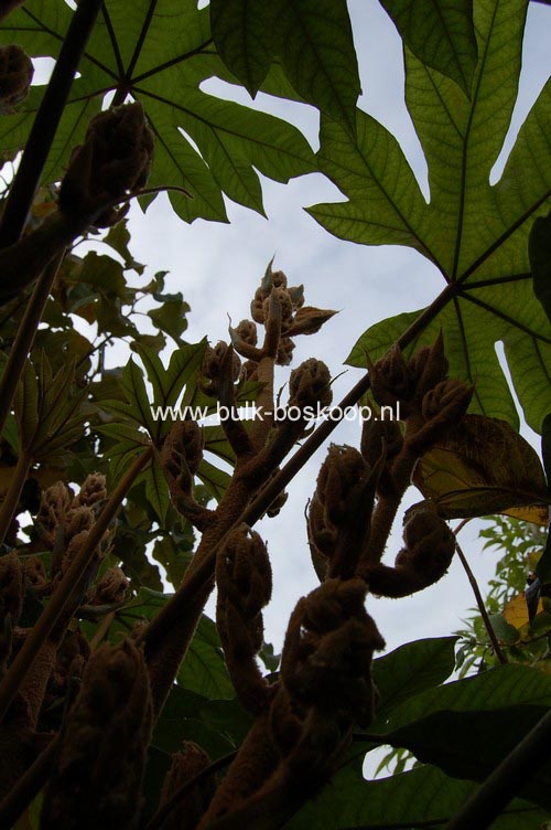 Tetrapanax papyrifer