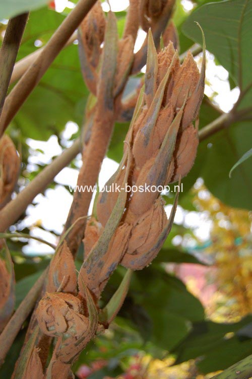 Tetrapanax papyrifer