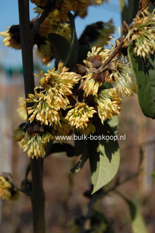 Sycopsis sinensis