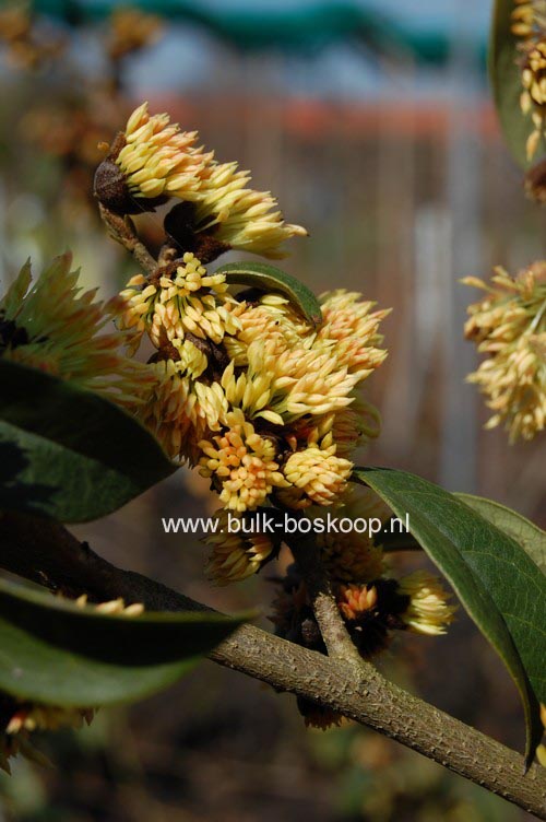 Sycopsis sinensis