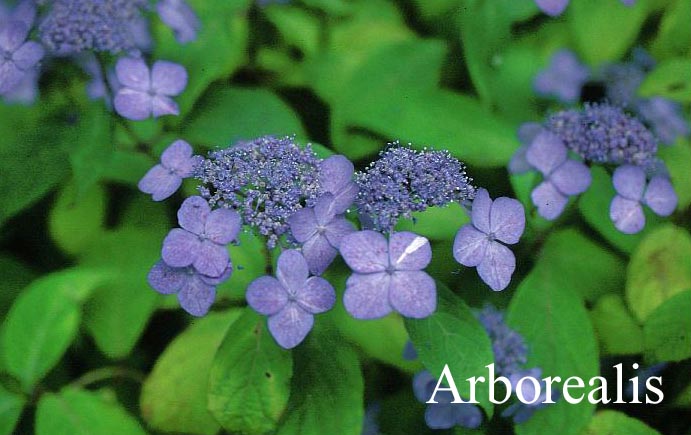 Hydrangea serrata 'Miranda'