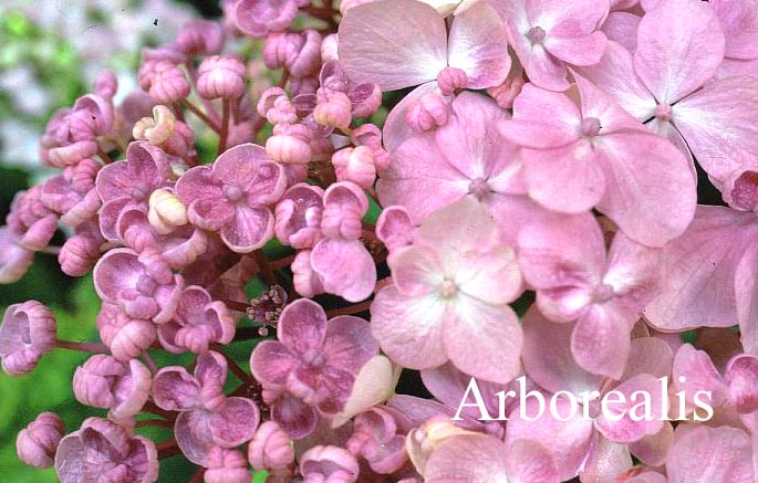 Hydrangea macrophylla 'Ayesha'