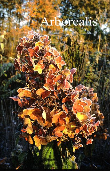 Hydrangea paniculata 'Unique'