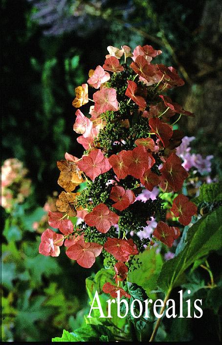 Hydrangea quercifolia 'Tennessee Clone'