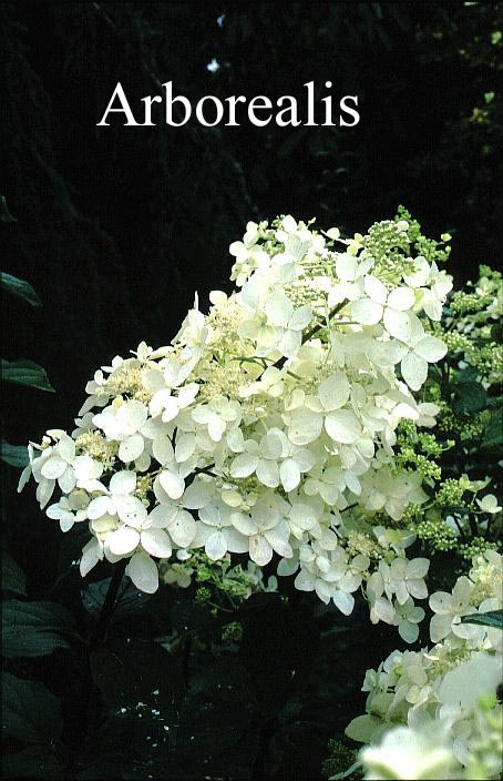 Hydrangea paniculata 'Dolly'