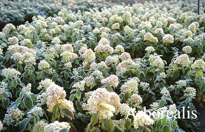 Hydrangea paniculata 'Limelight'